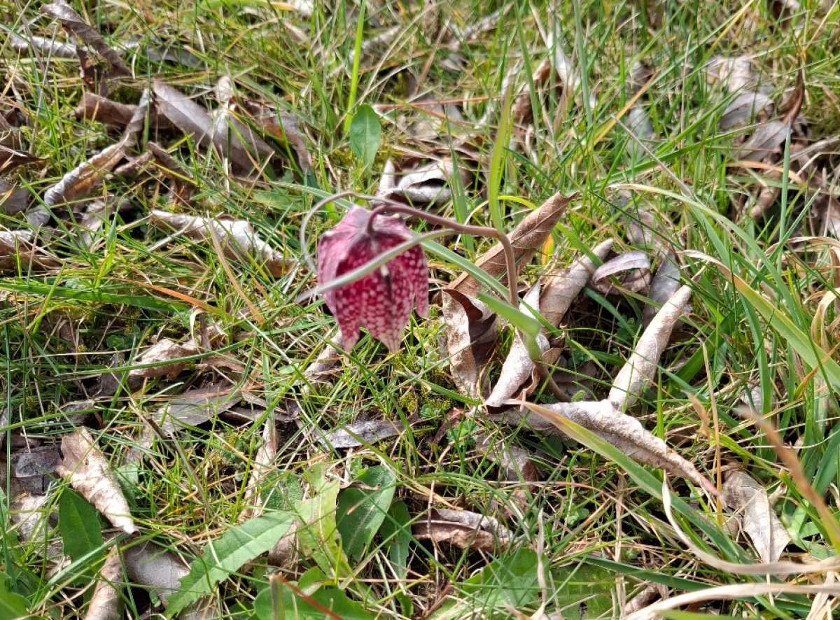 Publieksrondleiding: Wat er Groeit en Bloeit in Mei